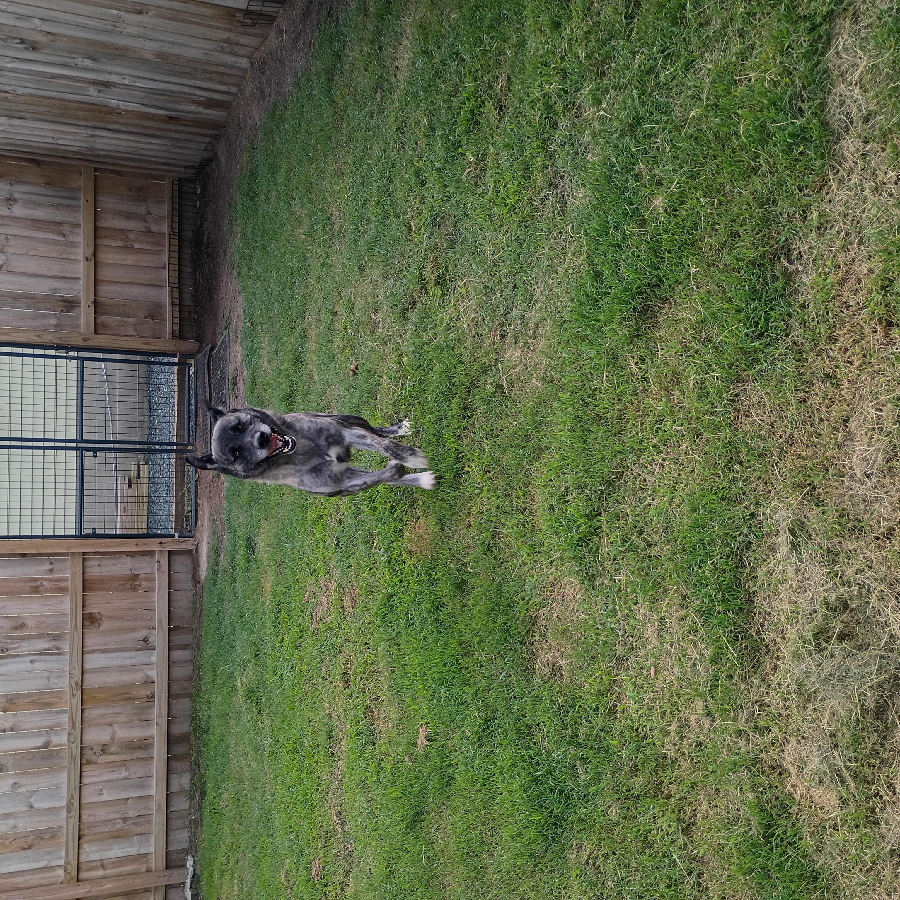 Enlarge Timber, a Adoptable mixed breed in Salisbury, MD image 3/3