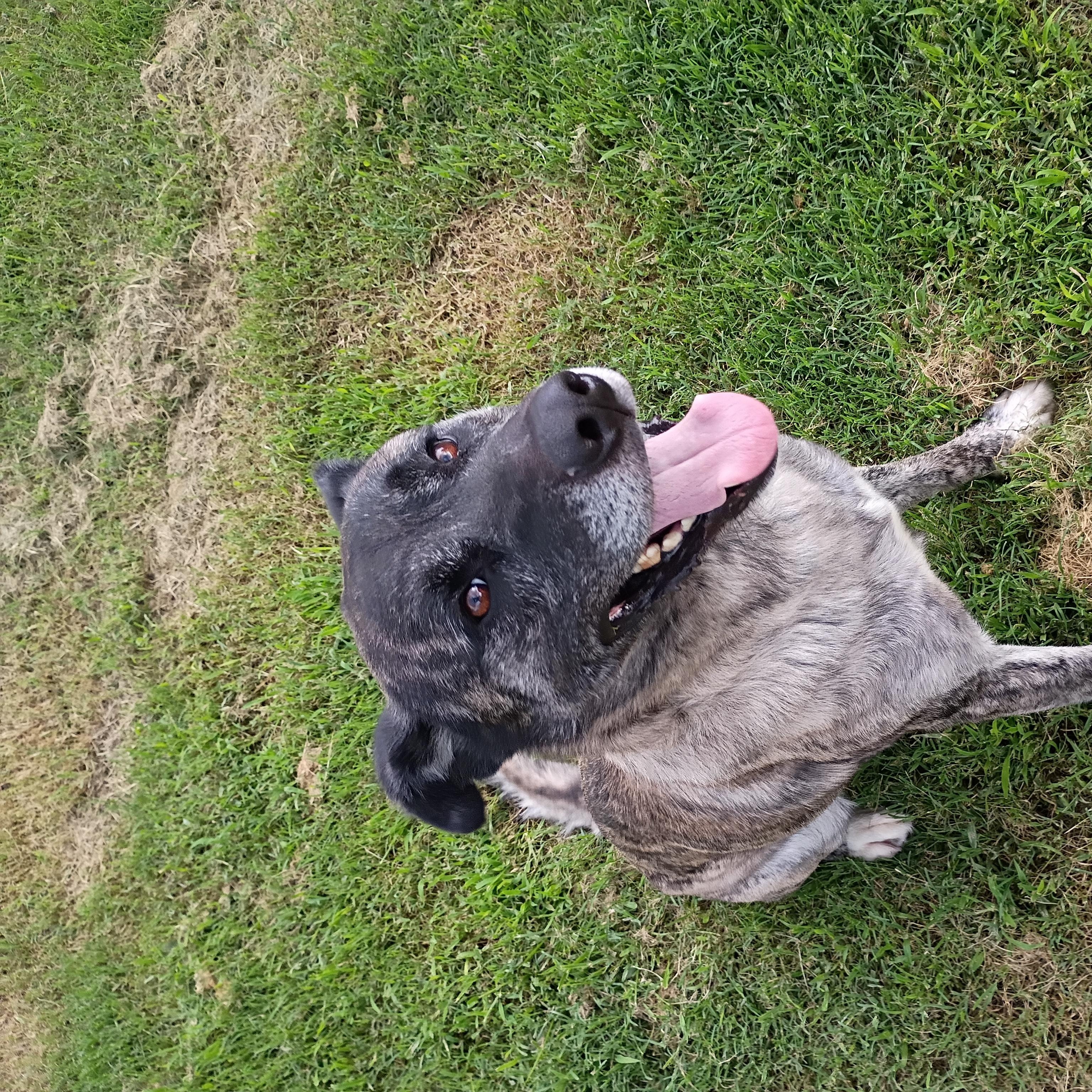 Timber, Adoptable, Adult Male Shepherd.