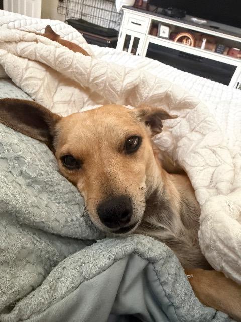 Snapdragon, Adoptable, Young Female Chihuahua.