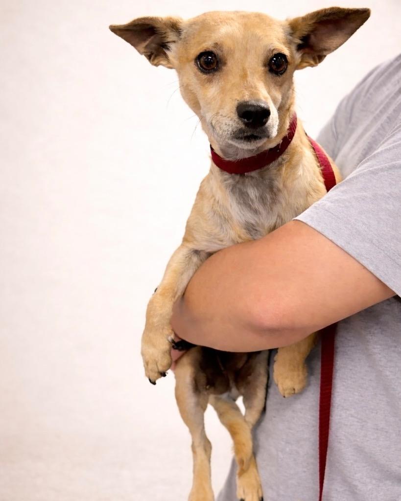 Enlarge Snapdragon, a Adoptable Chihuahua in Reno, NV image 2/3