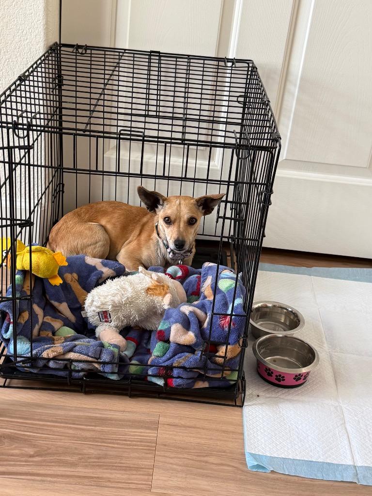 Enlarge Snapdragon, a Adoptable Chihuahua in Reno, NV image 3/3