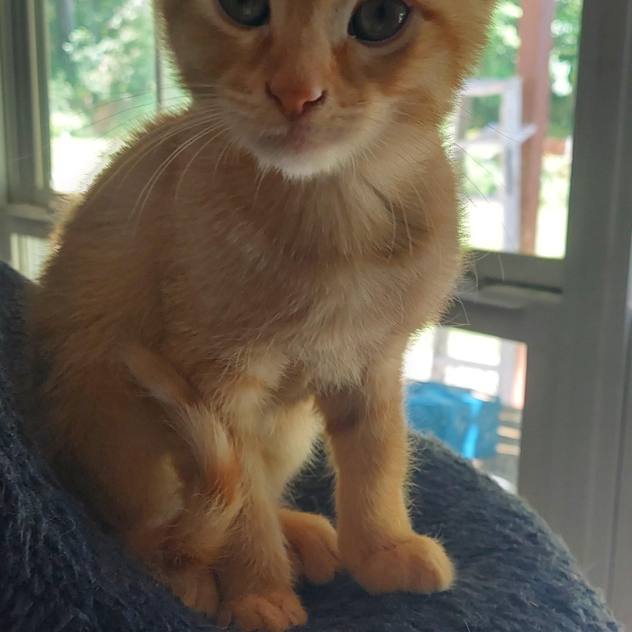 Enlarge Simba, an adopted mixed breed in Succasunna, NJ image 1/1