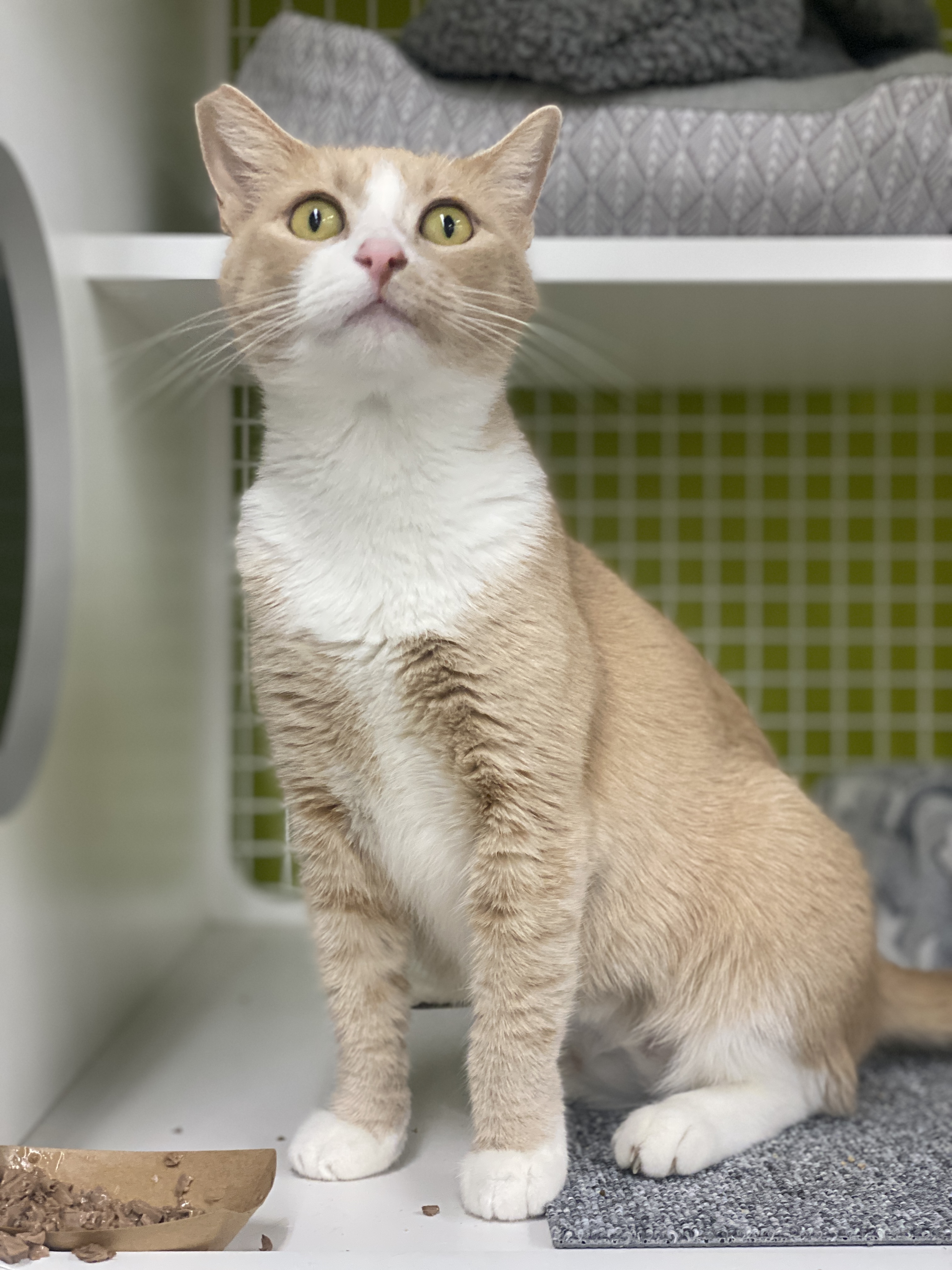 Queenie, Adopted, Adult Female Domestic Short Hair.