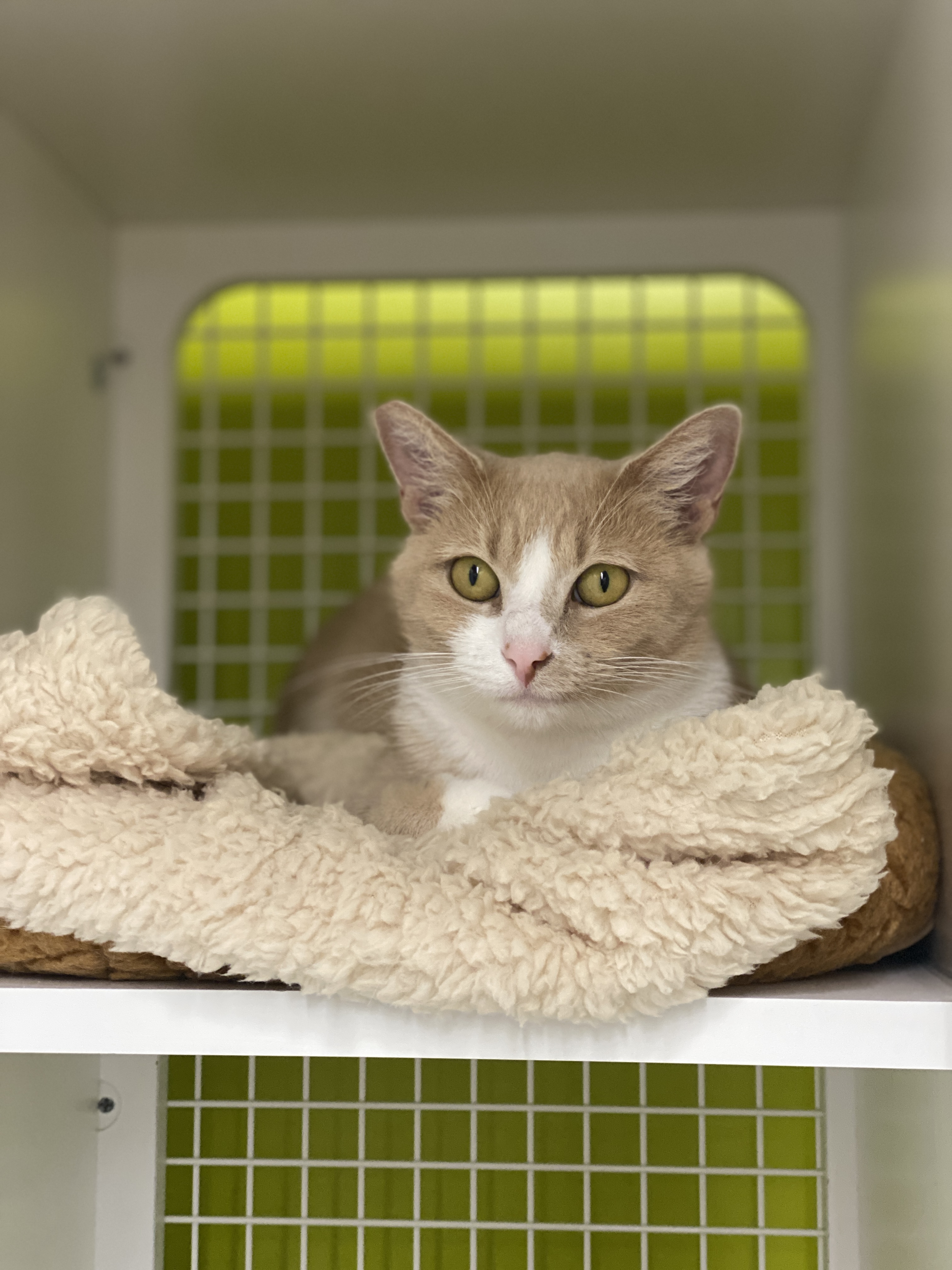 Enlarge Queenie, a Adopted Domestic Short Hair in Oceanside, CA image 2/6