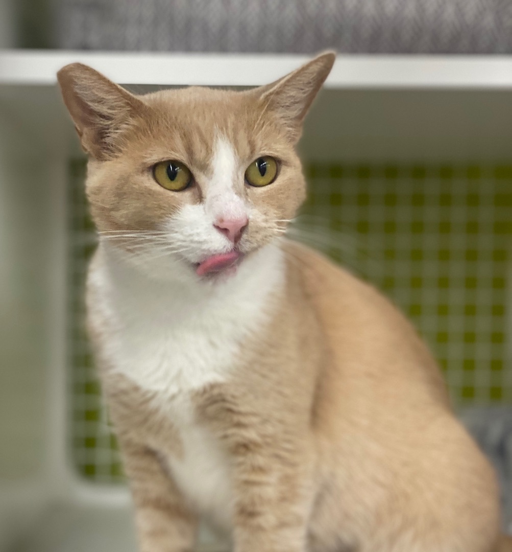 Enlarge Queenie, a Adopted Domestic Short Hair in Oceanside, CA image 3/6