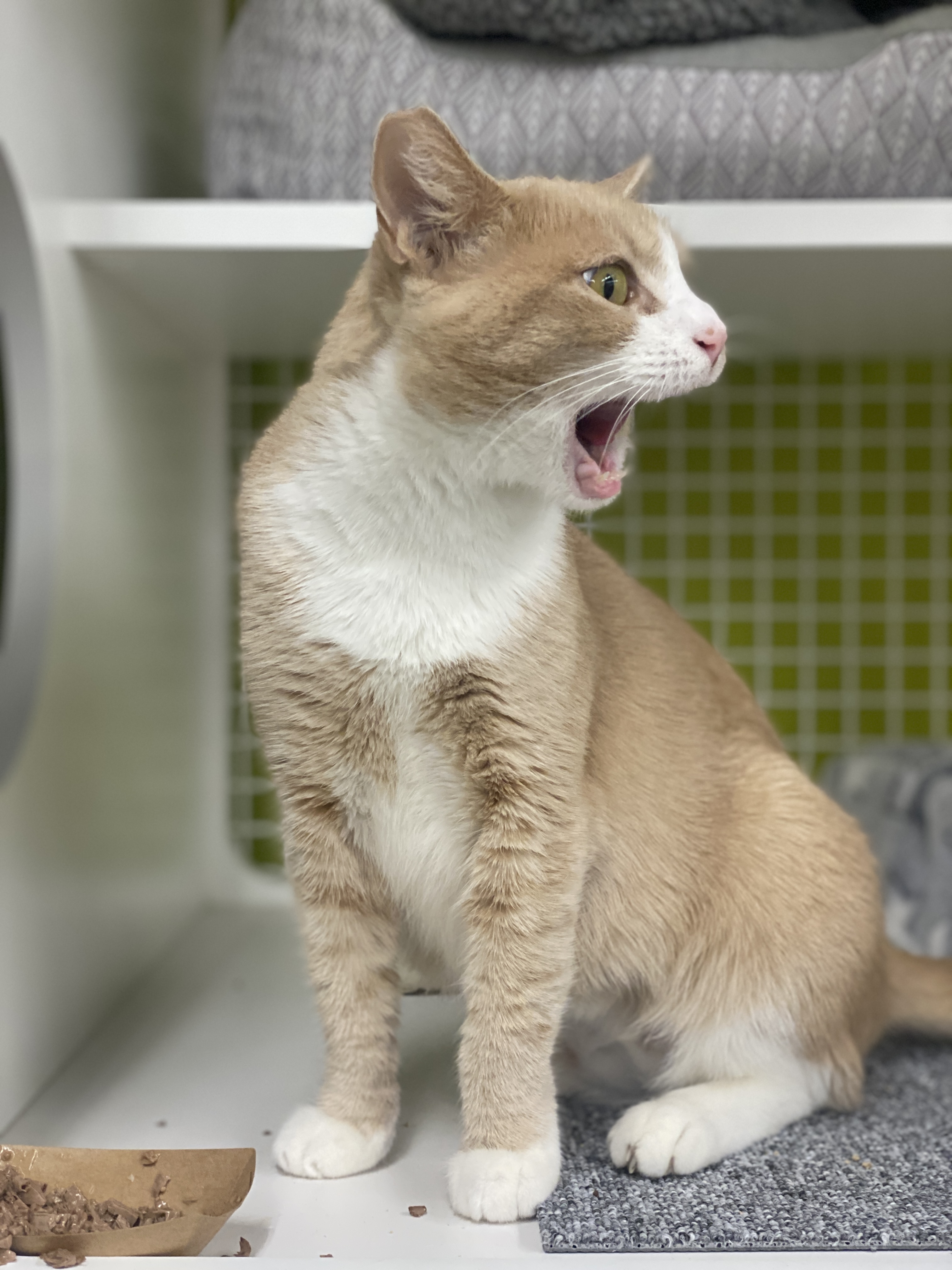 Enlarge Queenie, a Adopted Domestic Short Hair in Oceanside, CA image 4/6