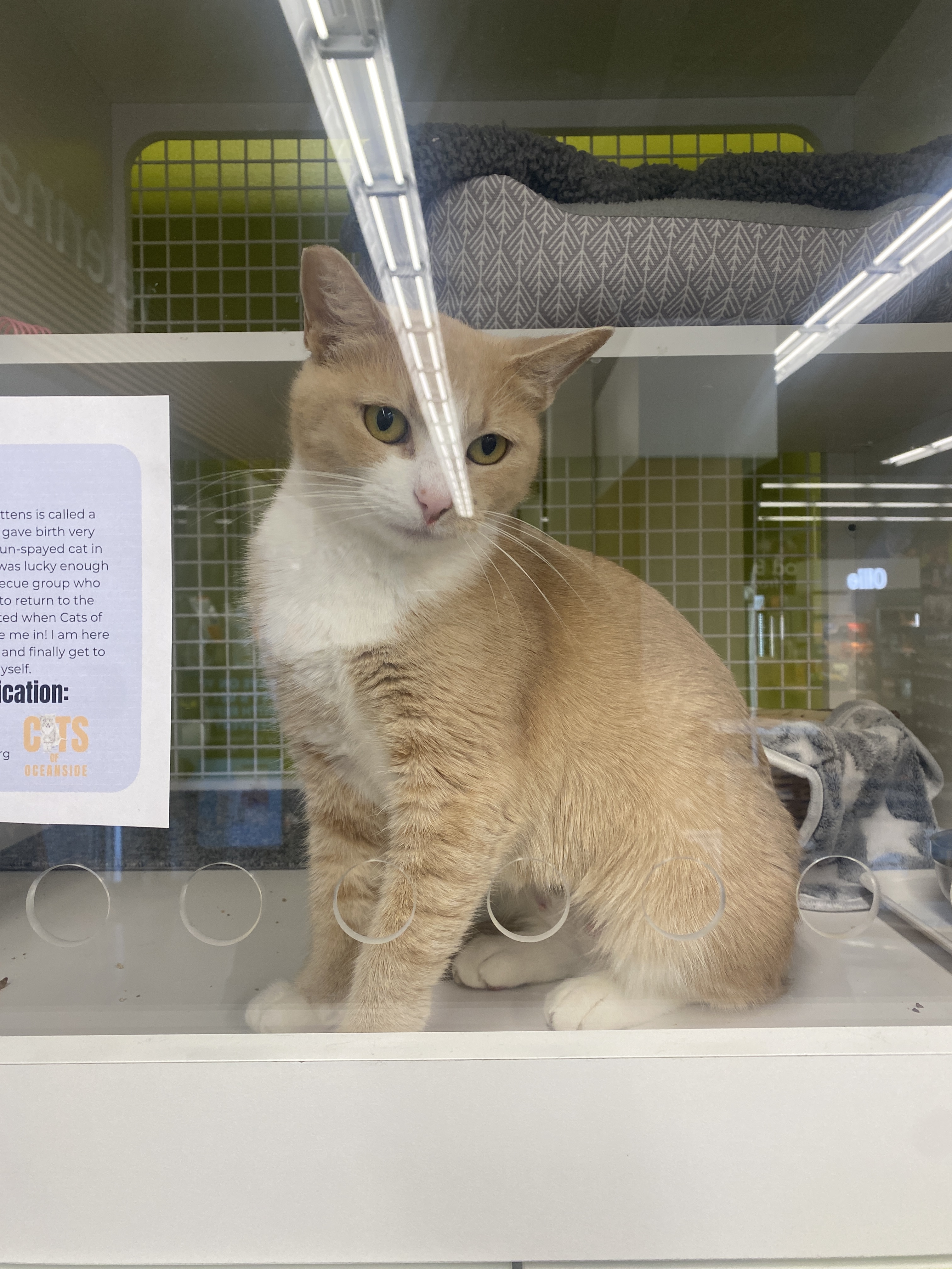 Enlarge Queenie, a Adopted Domestic Short Hair in Oceanside, CA image 5/6