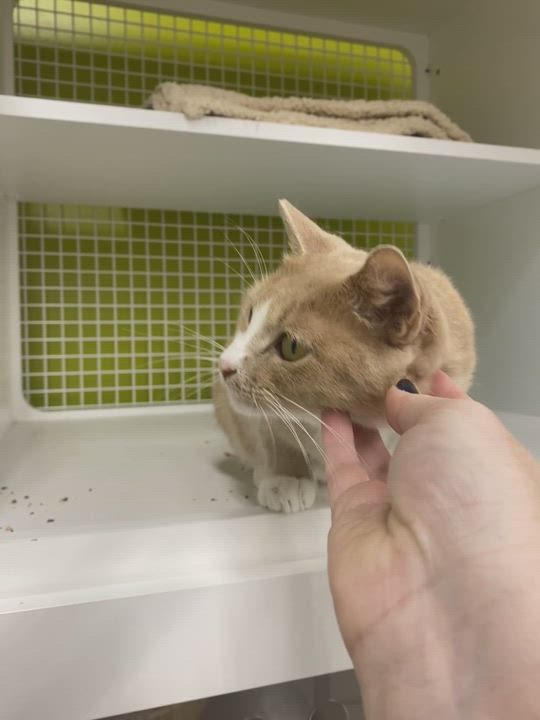 Enlarge Queenie, a Adopted Domestic Short Hair in Oceanside, CA video 6/6