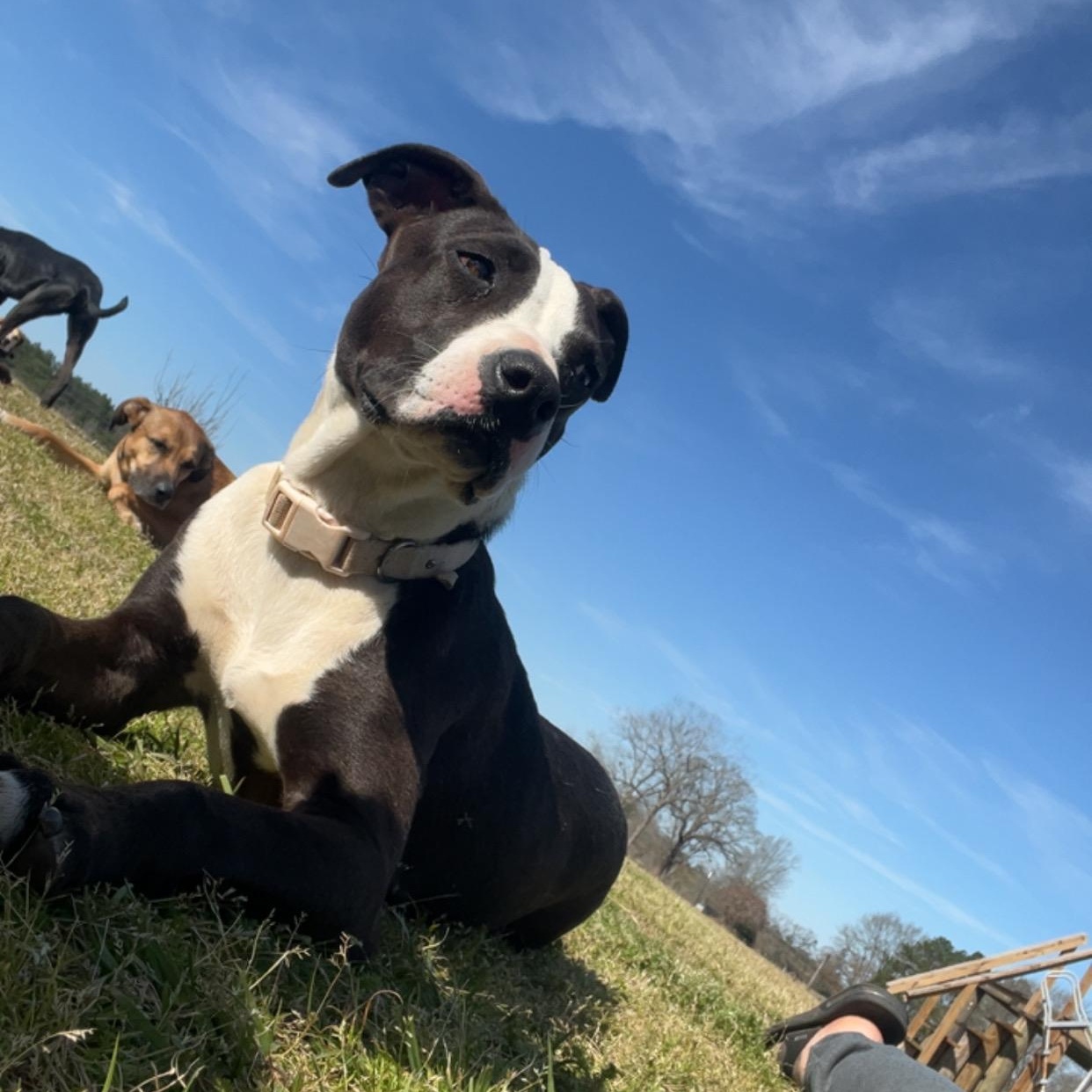 Akira, a Adoptable mixed breed in Brewton, AL image 1/5