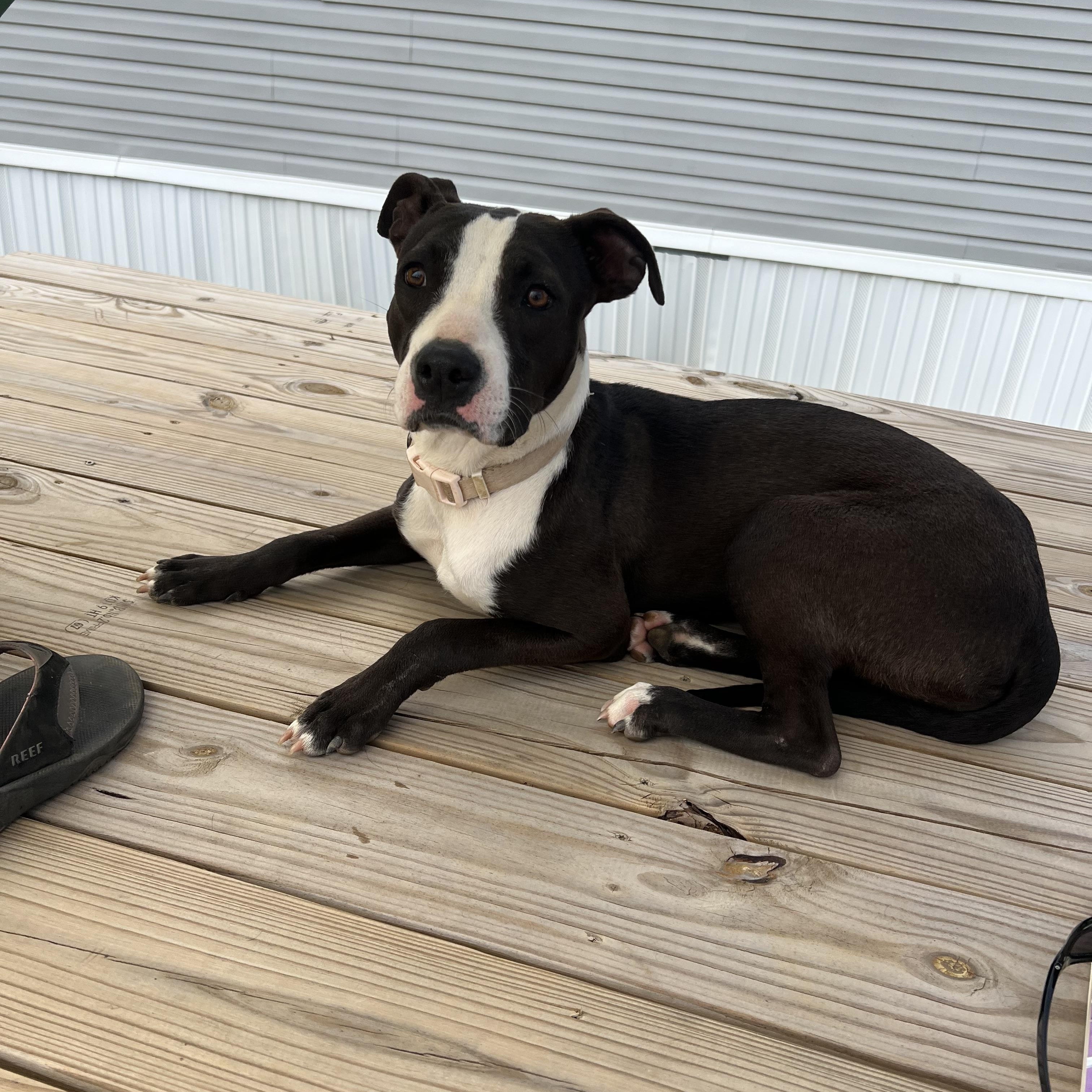 Akira, a Adoptable mixed breed in Brewton, AL image 2/5