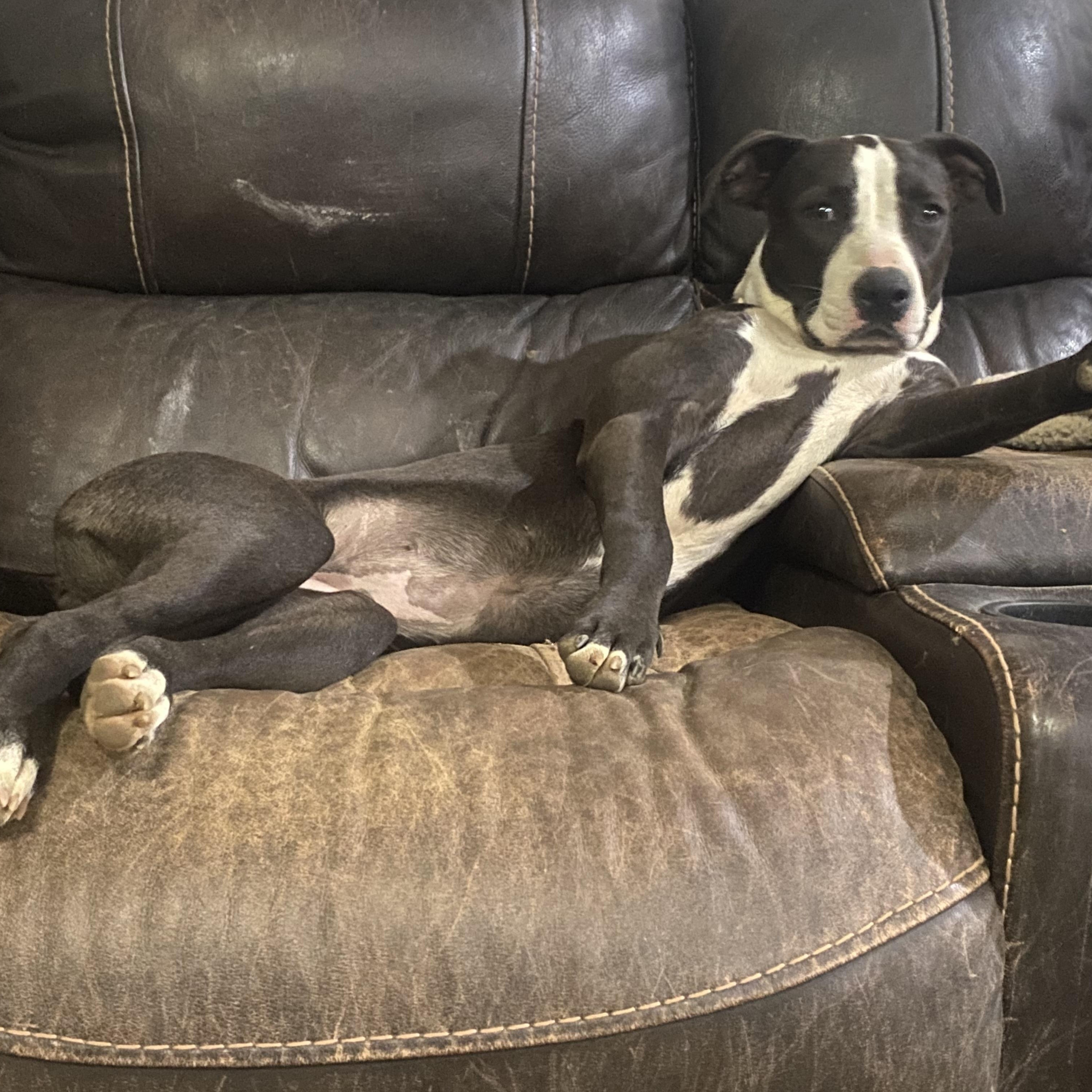 Akira, a Adoptable mixed breed in Brewton, AL image 4/5