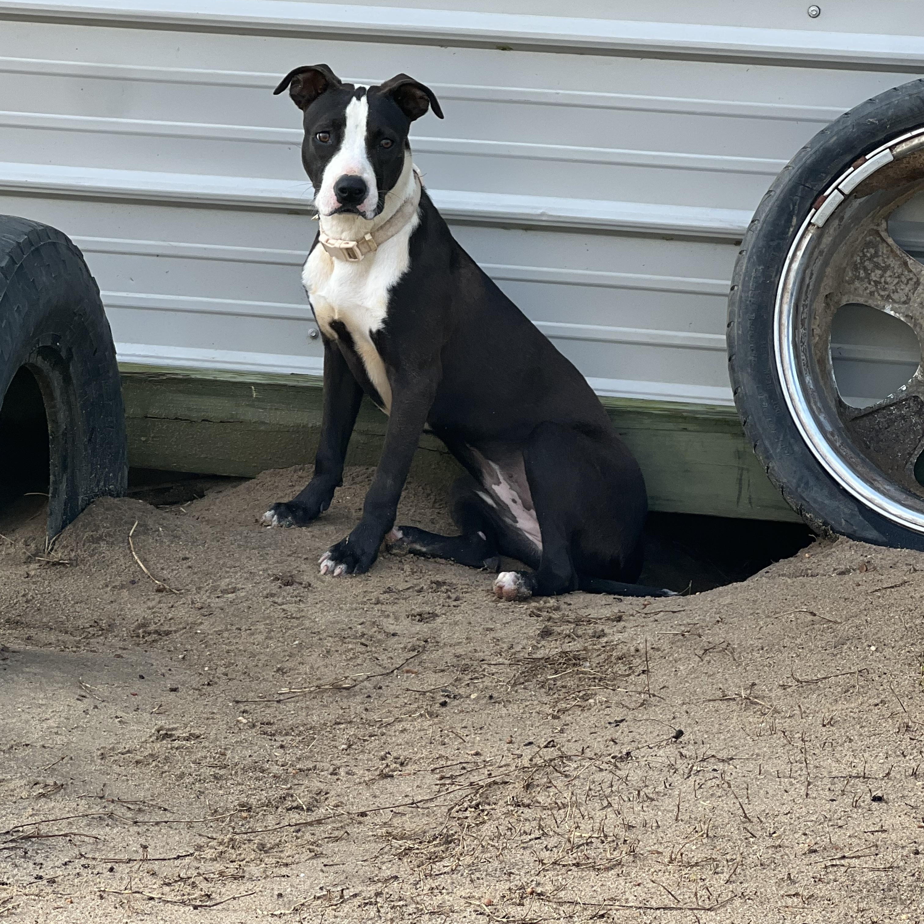 Akira, a Adoptable mixed breed in Brewton, AL image 5/5
