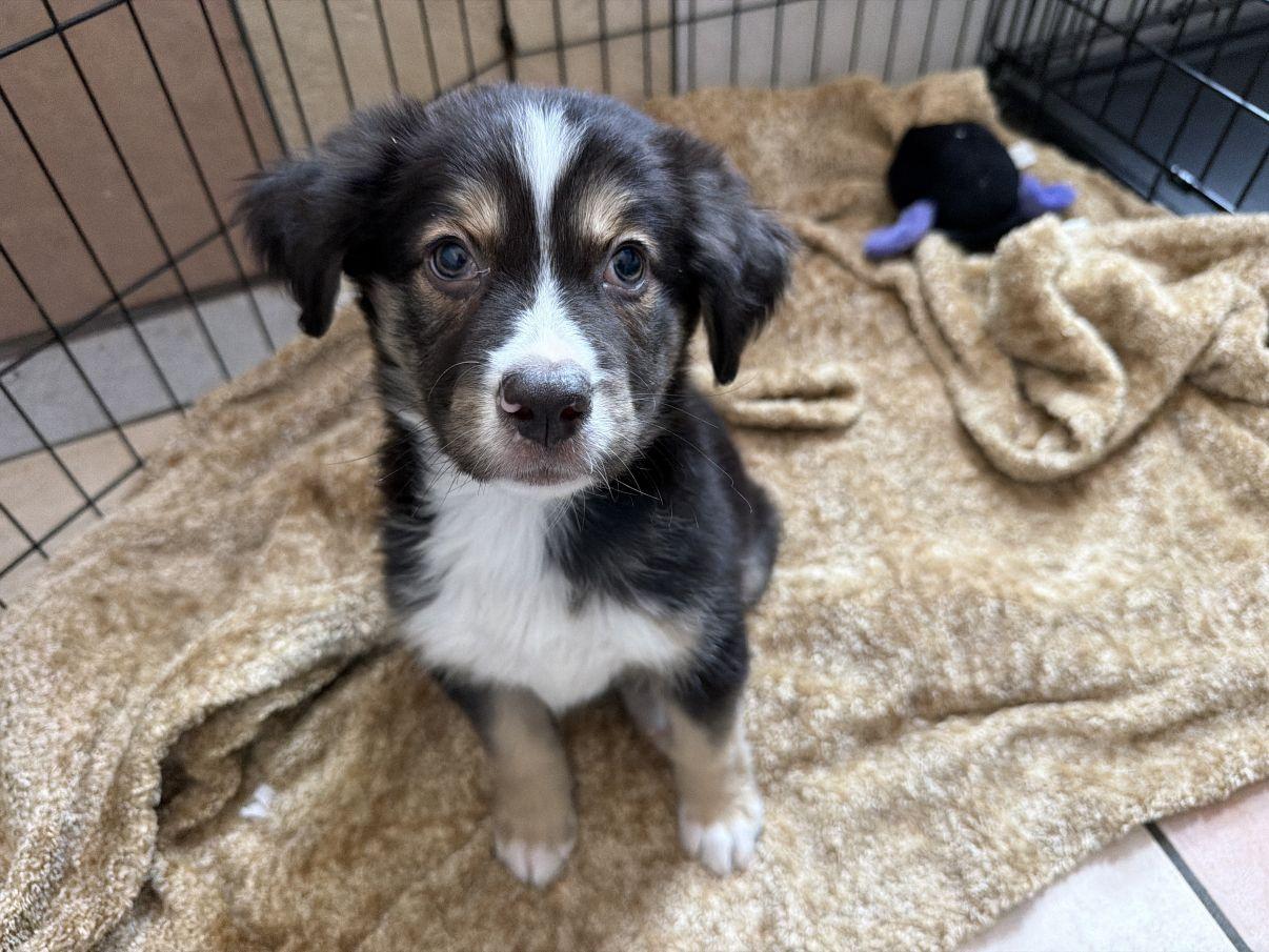 Jiggs, an adopted Australian Shepherd in El Paso, TX image 2/6