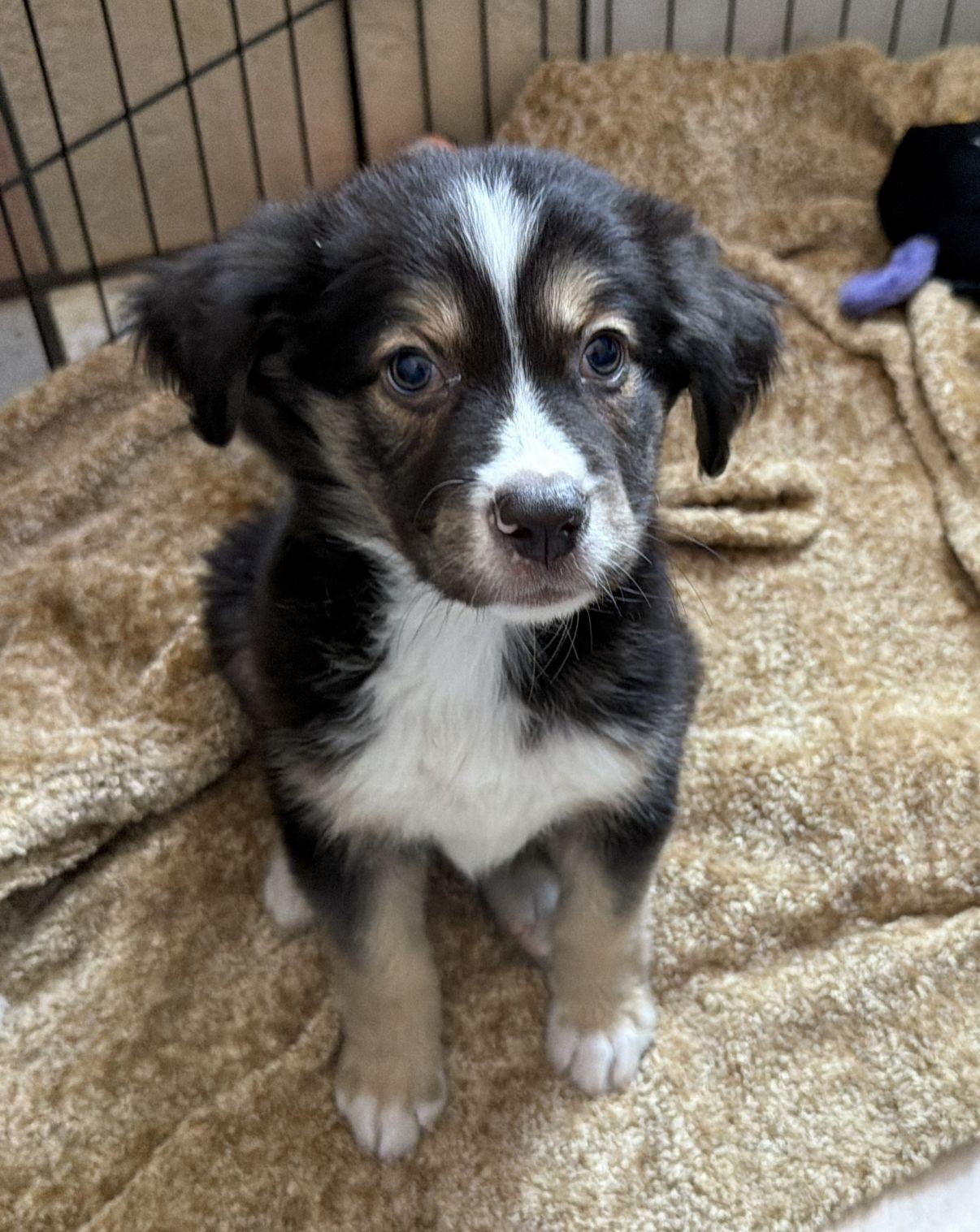 Jiggs, an adopted Australian Shepherd in El Paso, TX image 1/6