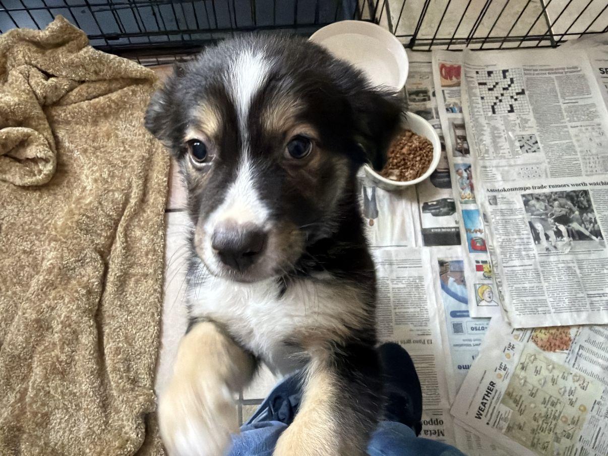 Jiggs, an adopted Australian Shepherd in El Paso, TX image 4/6