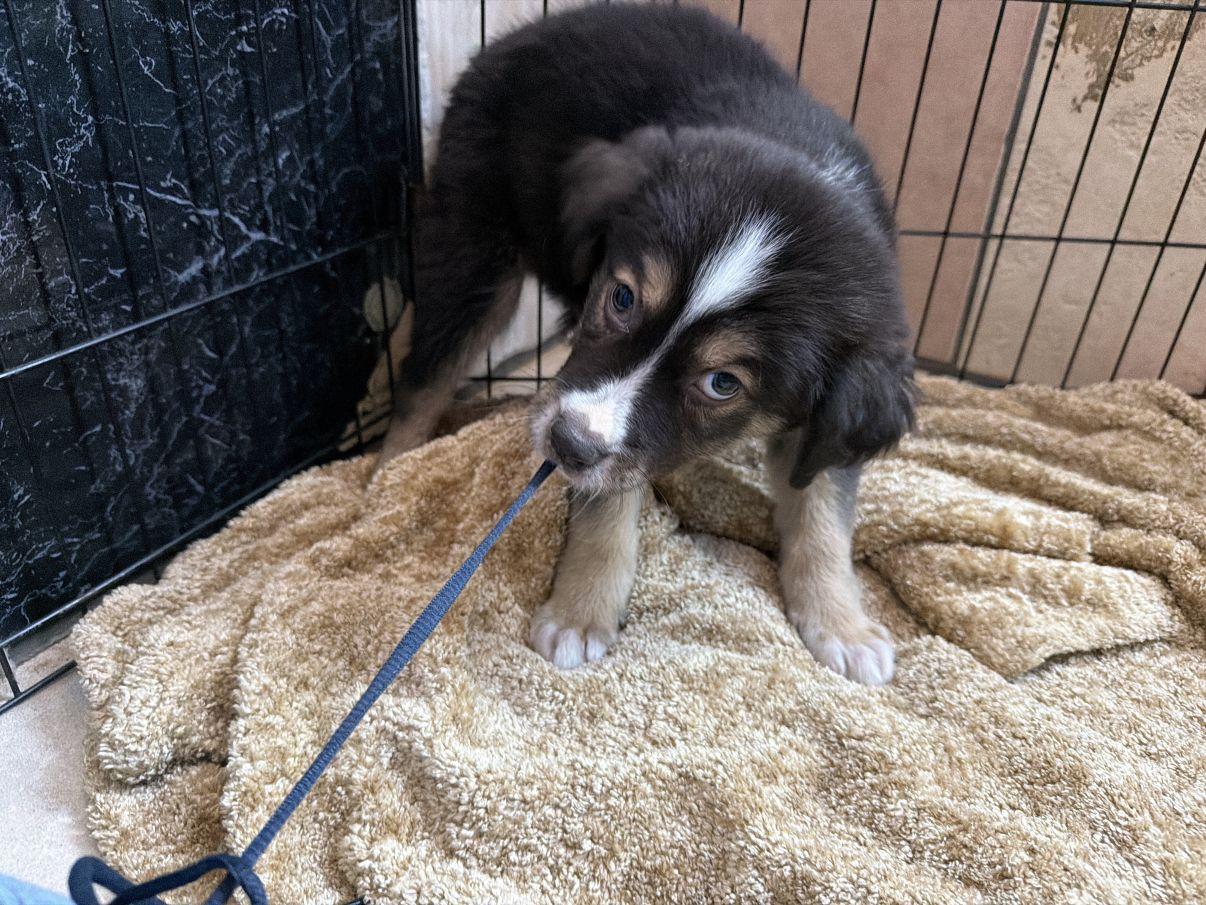 Jiggs, an adopted Australian Shepherd in El Paso, TX image 3/6
