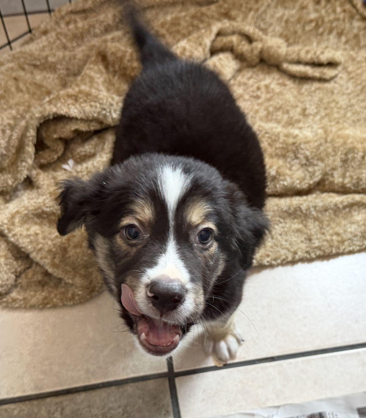 Jiggs, an adopted Australian Shepherd in El Paso, TX image 6/6