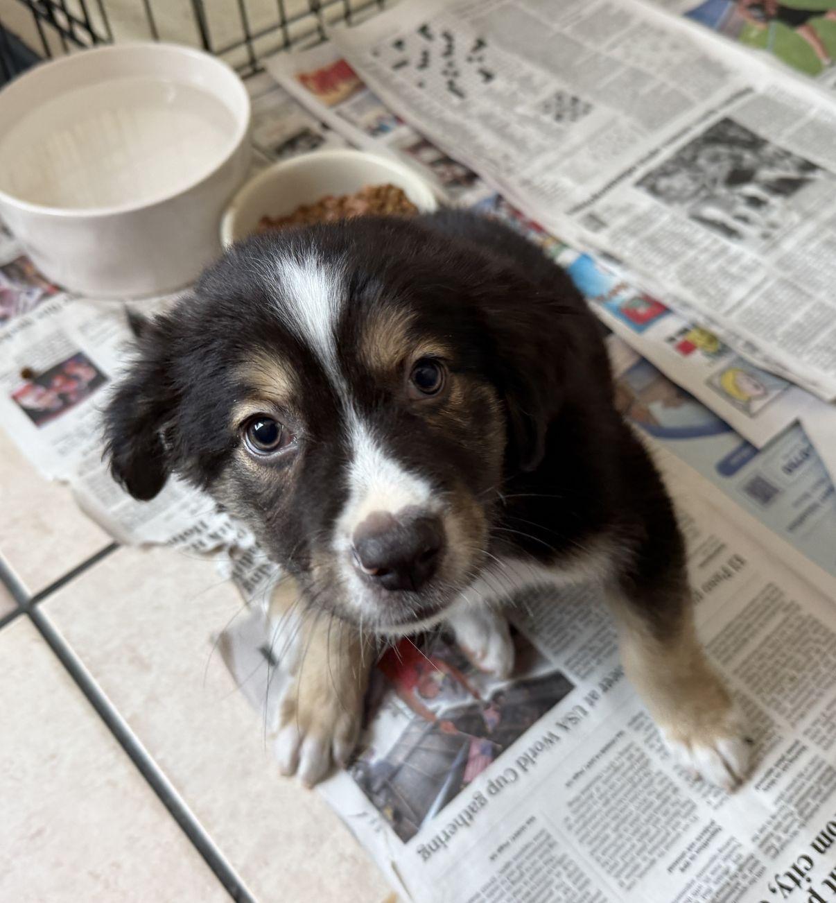 Jiggs, an adopted Australian Shepherd in El Paso, TX image 5/6