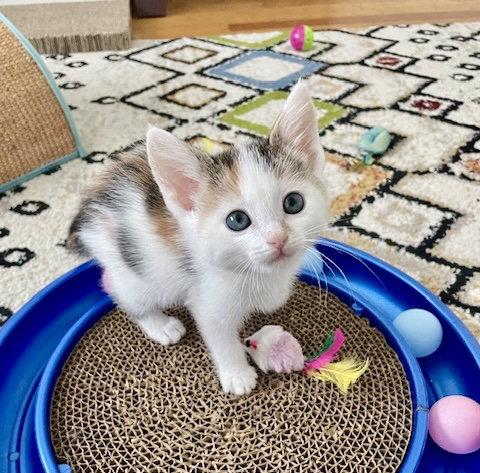Enlarge IVY - Bonded with Reed, a Adopted mixed breed in Fremont, CA image 1/3