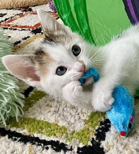 Enlarge IVY - Bonded with Reed, a Adopted mixed breed in Fremont, CA image 2/3