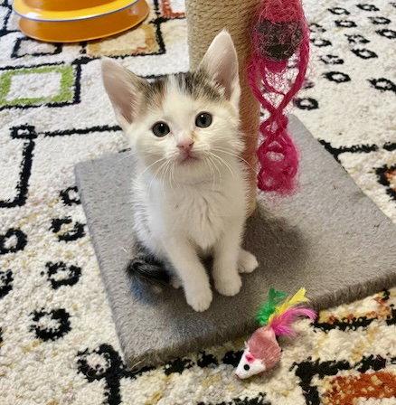 Enlarge IVY - Bonded with Reed, a Adopted mixed breed in Fremont, CA image 3/3
