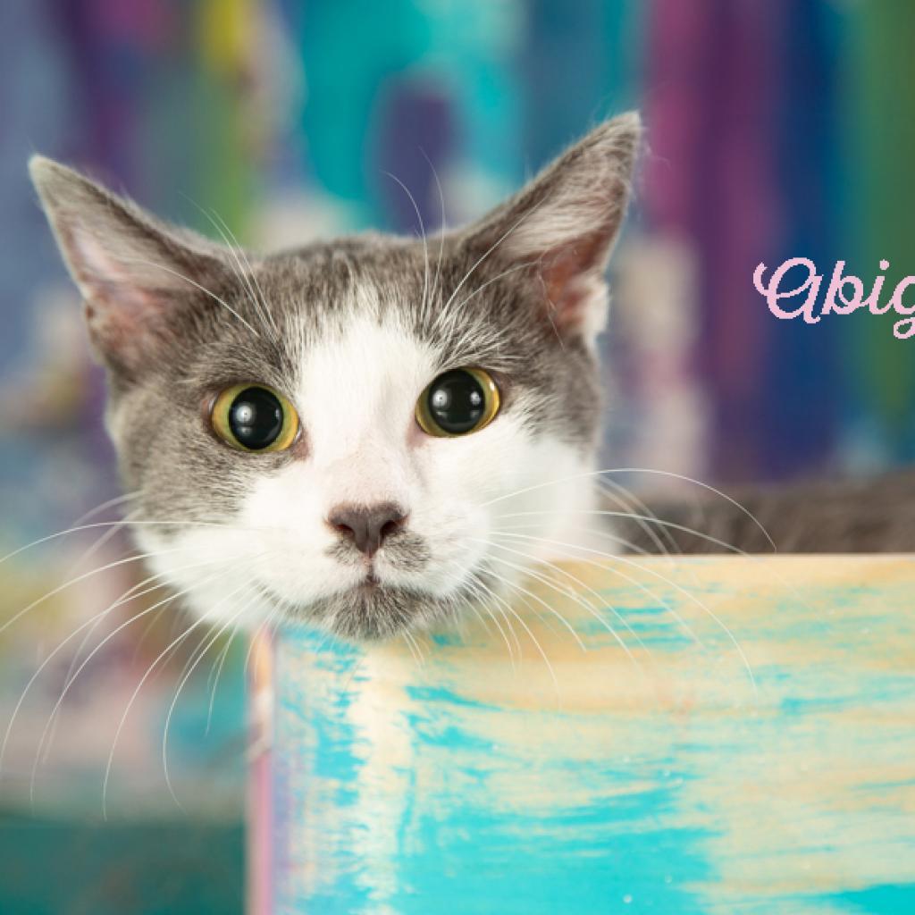 Enlarge Abigail, a Adoptable Domestic Short Hair in Springfield, MO image 1/2