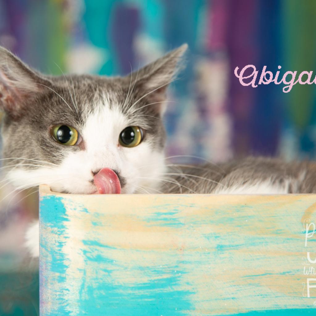 Enlarge Abigail, a Adoptable Domestic Short Hair in Springfield, MO image 2/2