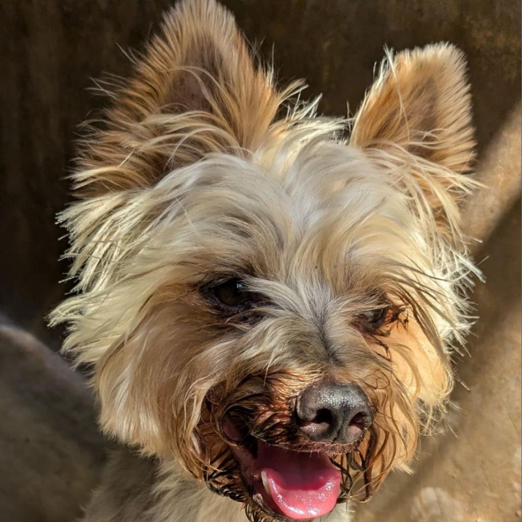 Enlarge Timmy, a Adoptable Yorkshire Terrier in Oceanside, CA image 1/6