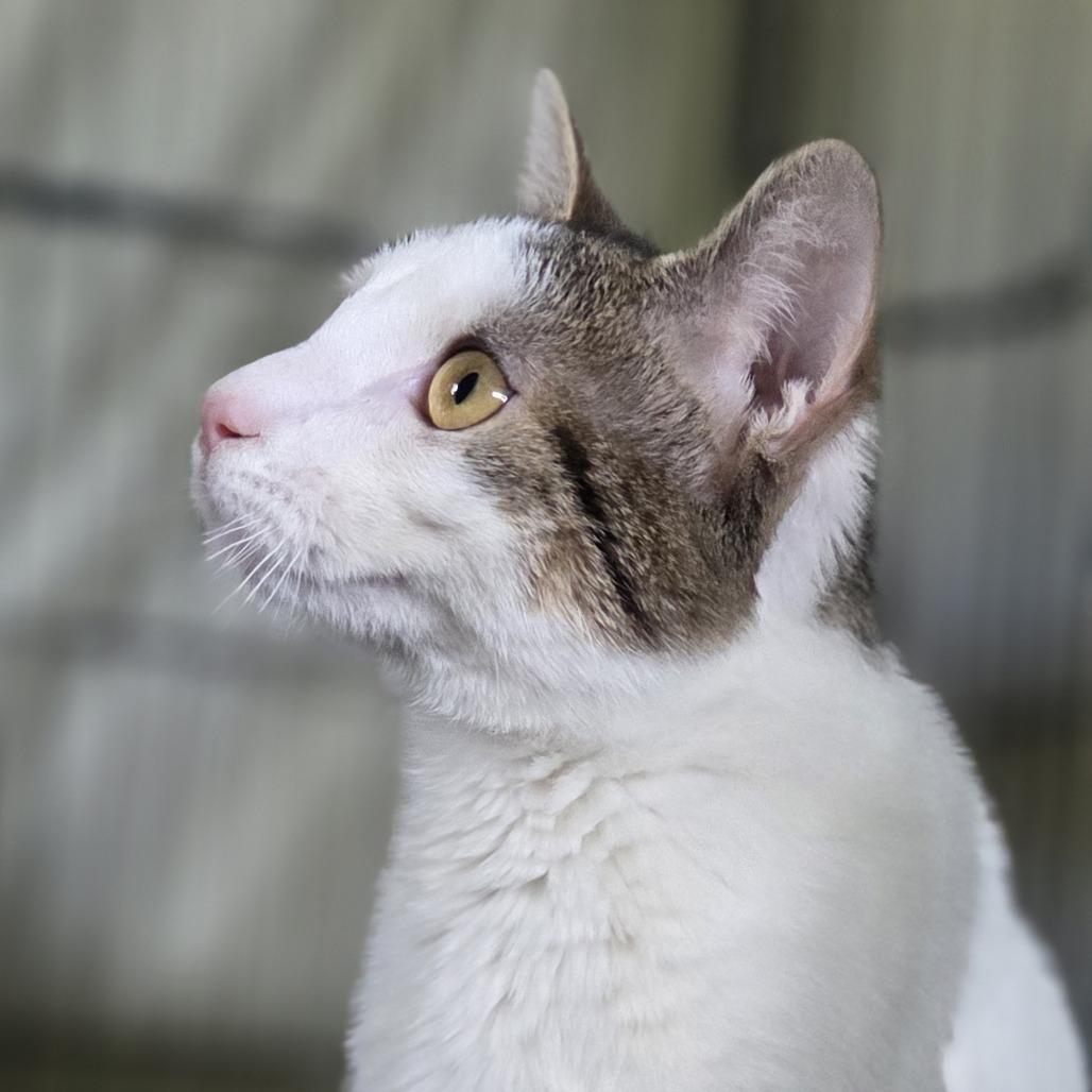 Rummbles, Adoptable, Young Male Domestic Short Hair.