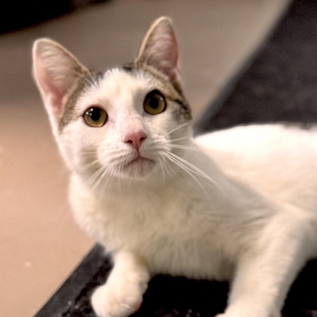 Rummbles, a Adoptable Domestic Short Hair in Pittsford, VT image 2/2