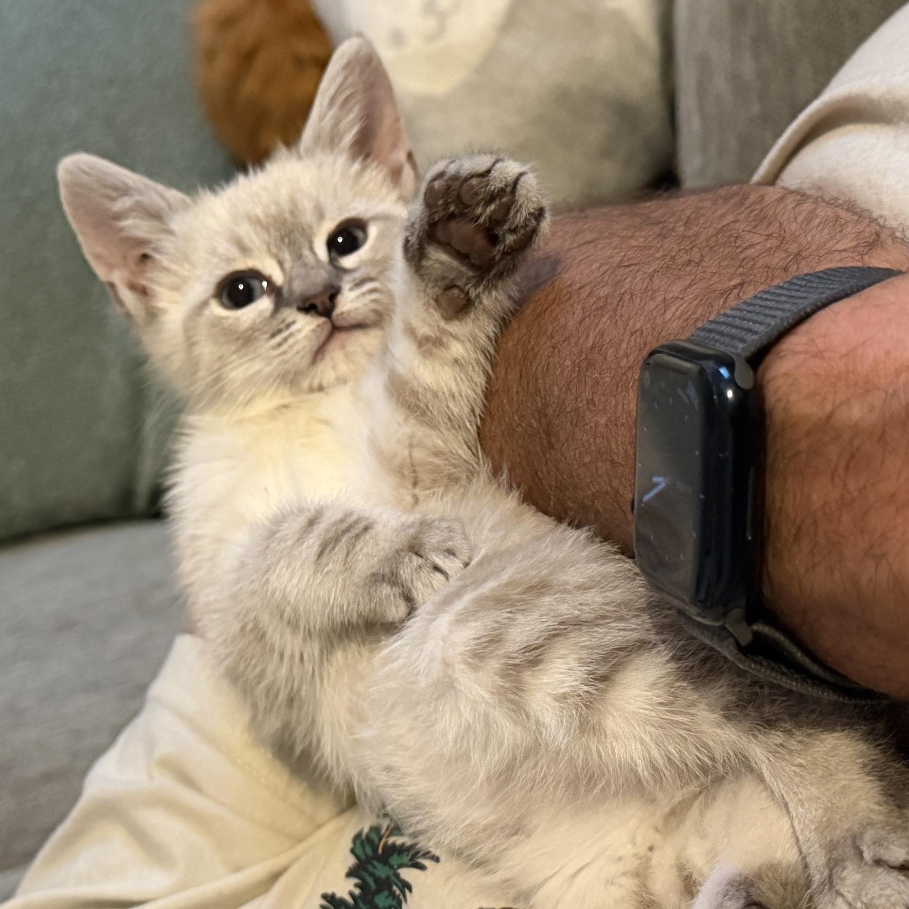 Parker, Adoptable, Kitten Male Siamese & Domestic Short Hair.
