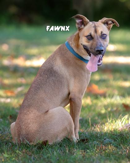 Faunx, Adoptable, Adult Female Black Mouth Cur & Mixed Breed.