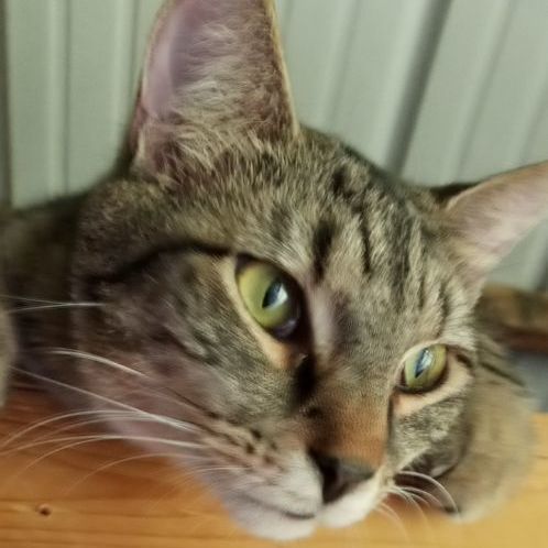 Malachi