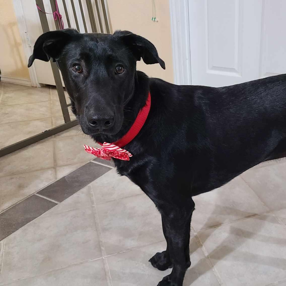 Enlarge  Pickle, an adopted Black Labrador Retriever in Seguin, TX image 3/5