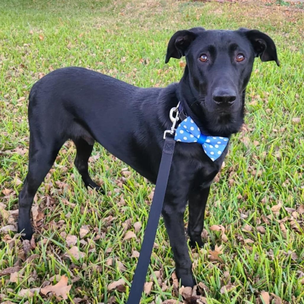  Pickle, adopted, Young Male Black Labrador Retriever.