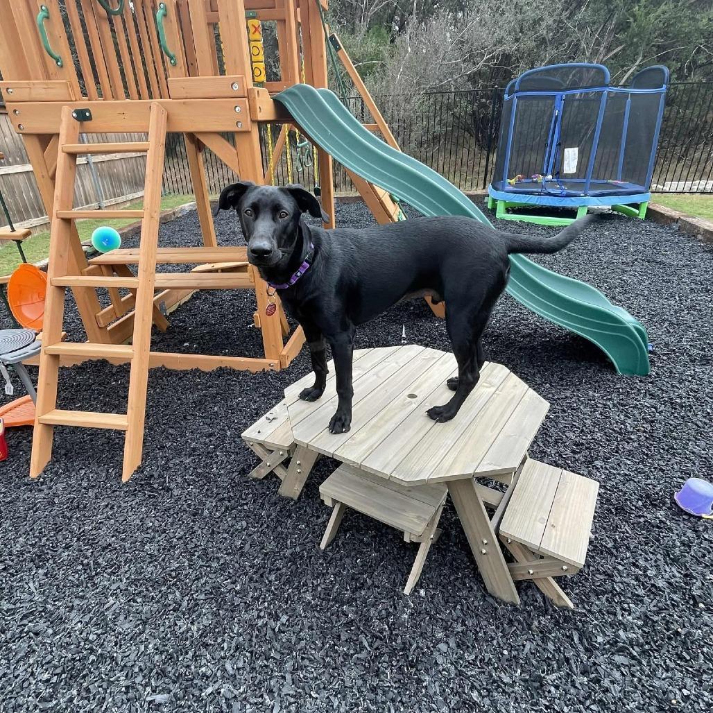 Enlarge  Pickle, an adopted Black Labrador Retriever in Seguin, TX image 2/5