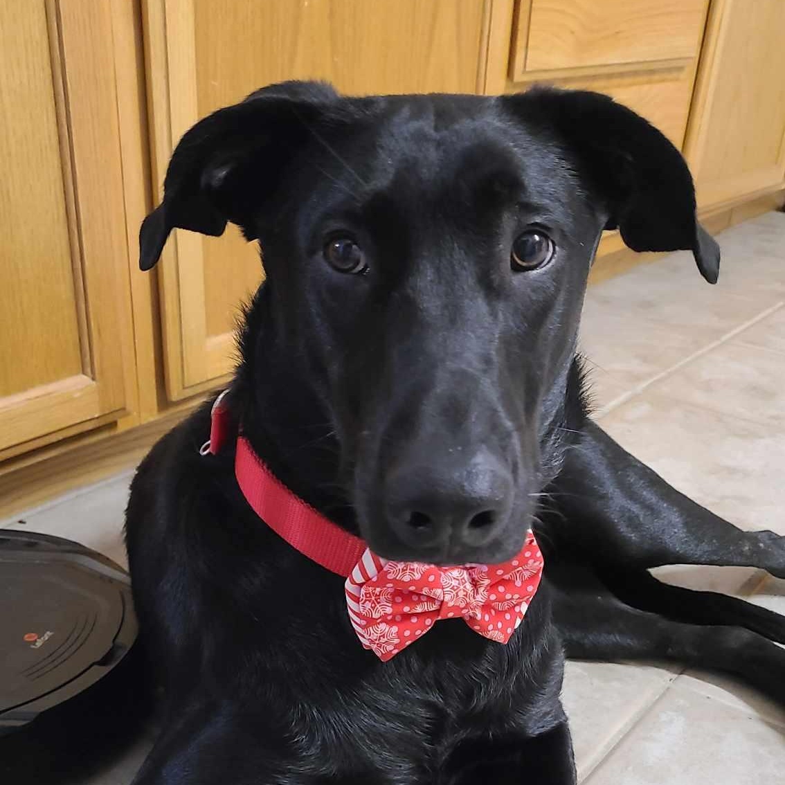 Enlarge  Pickle, an adopted Black Labrador Retriever in Seguin, TX image 5/5