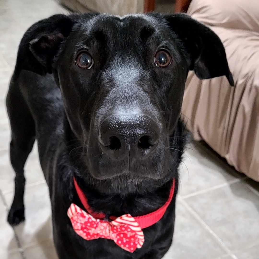 Enlarge  Pickle, an adopted Black Labrador Retriever in Seguin, TX image 4/5