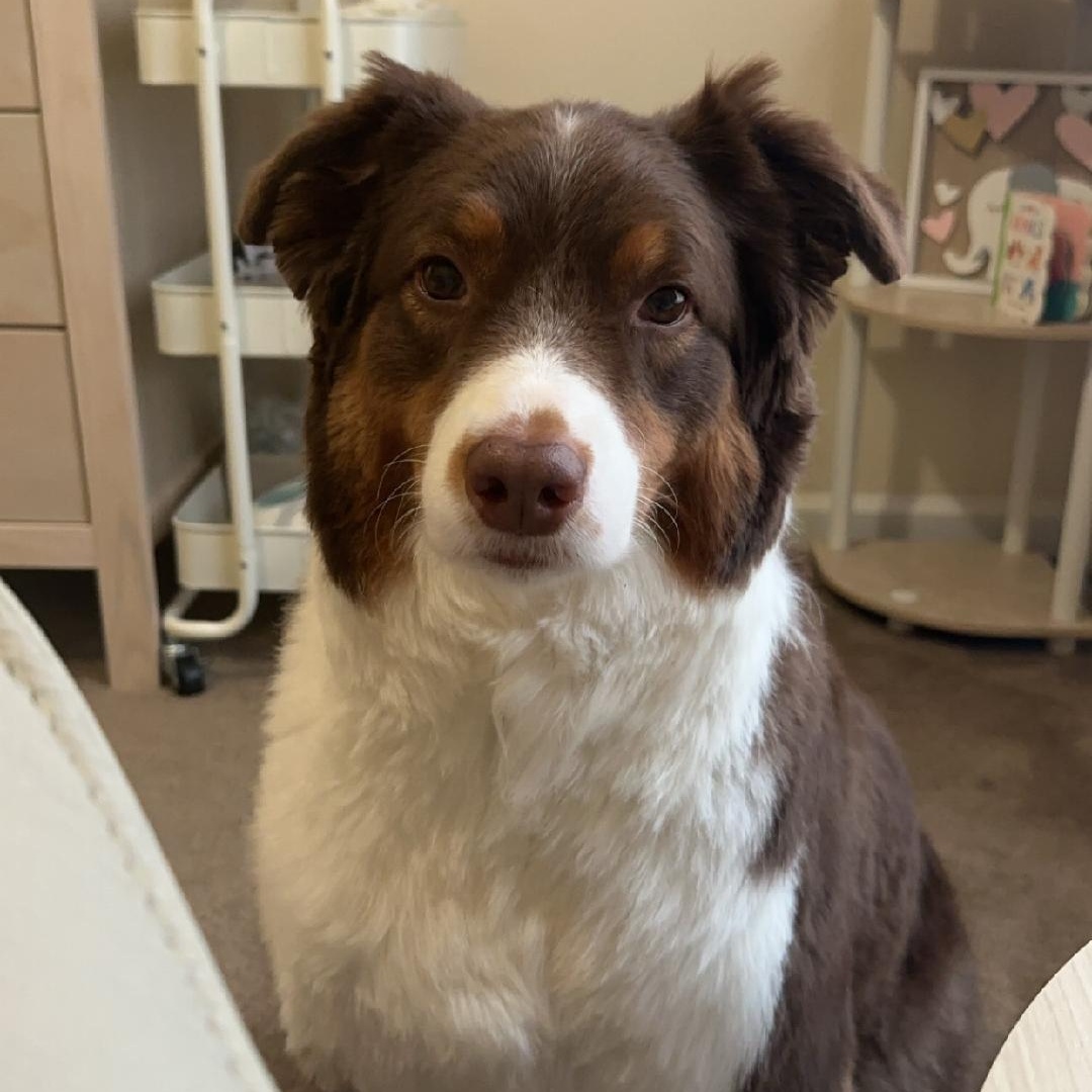 Miley, a ADOPTABLE Australian Shepherd in Alexandria, VA image 2/2