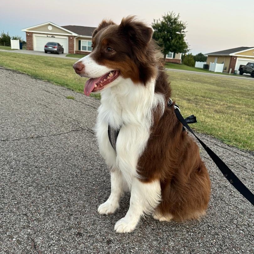 Miley, a ADOPTABLE Australian Shepherd in Alexandria, VA image 1/2