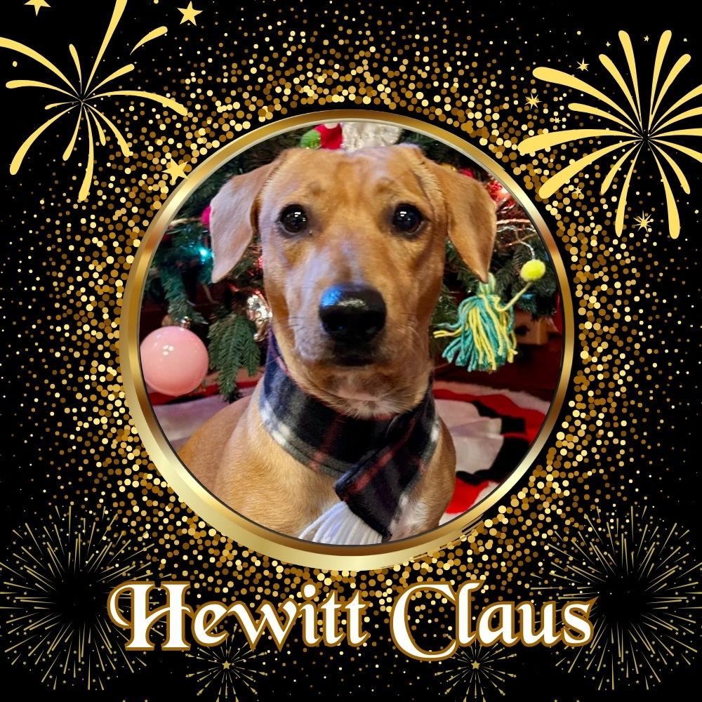 Hewitt Claus, Adopted, Adult Male Dachshund.