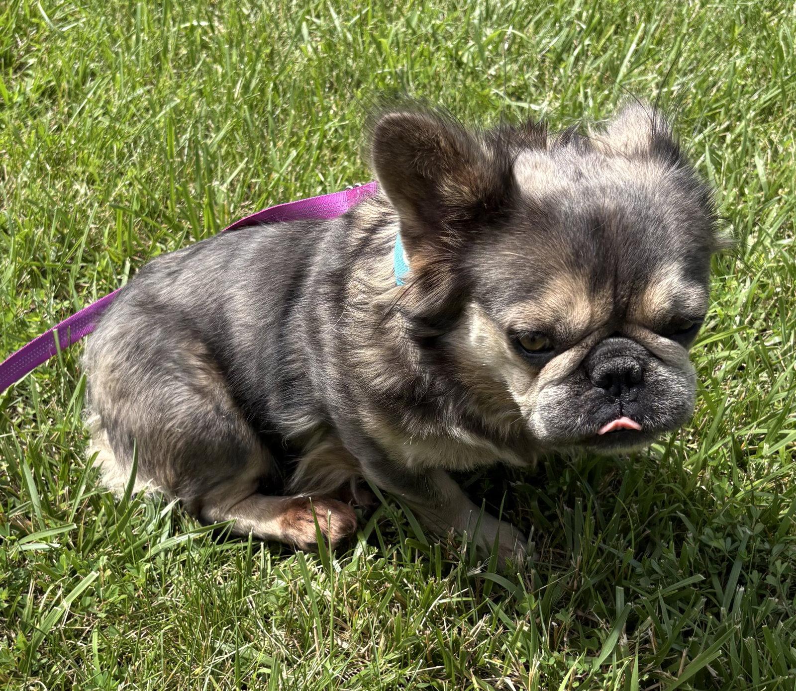 Reese, Adoptable, Young Female French Bulldog.