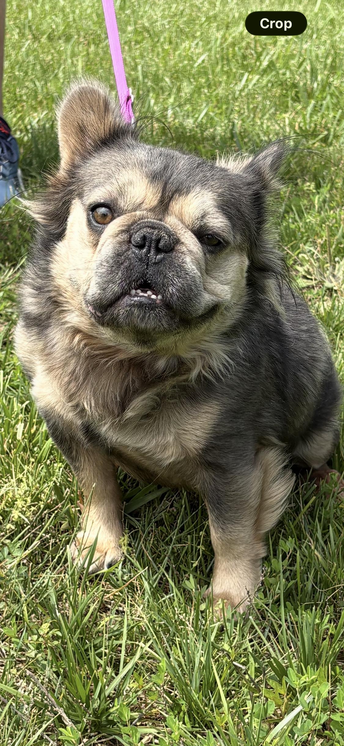 Reese, a Adoptable French Bulldog in Fenton, MO image 2/3