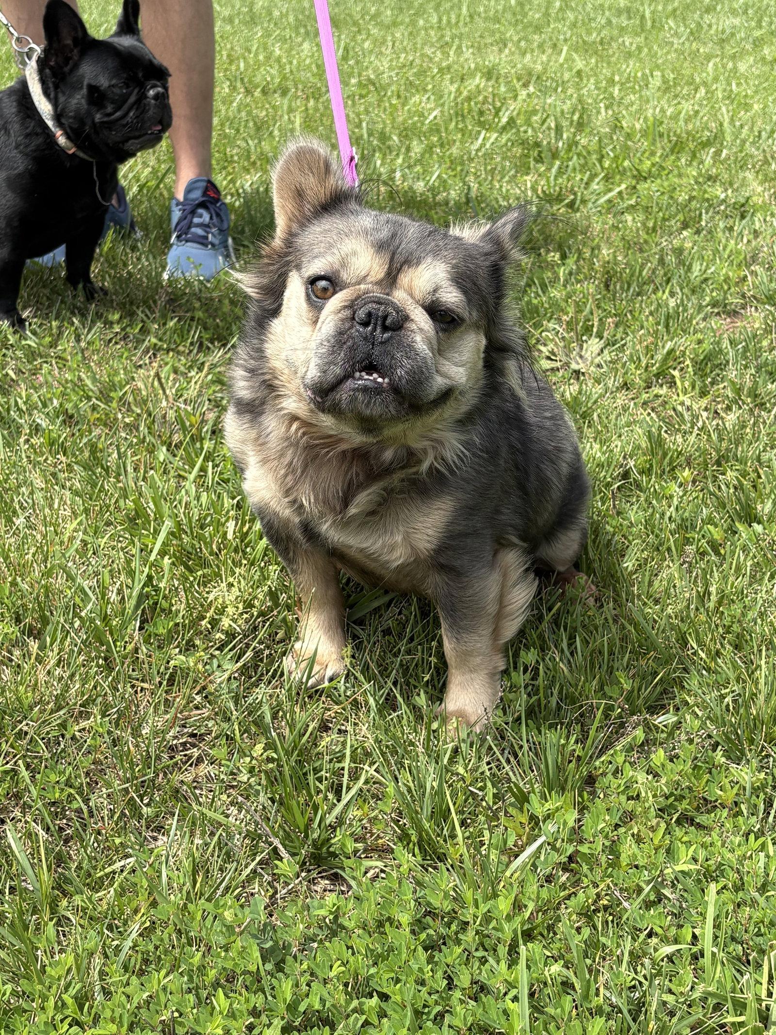 Reese, a Adoptable French Bulldog in Fenton, MO image 3/3