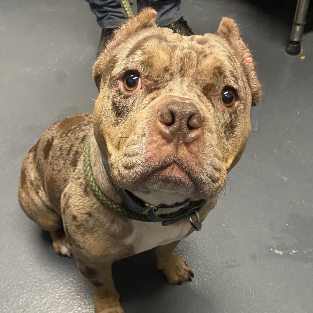 Diamond, Adoptable, Adult Female Mixed Breed.