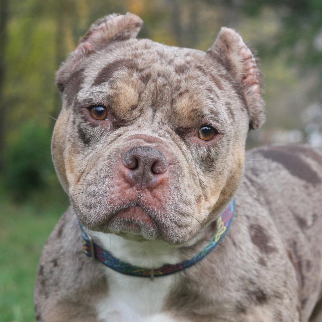 Diamond, a Adoptable Mixed Breed in Allentown, PA image 2/2