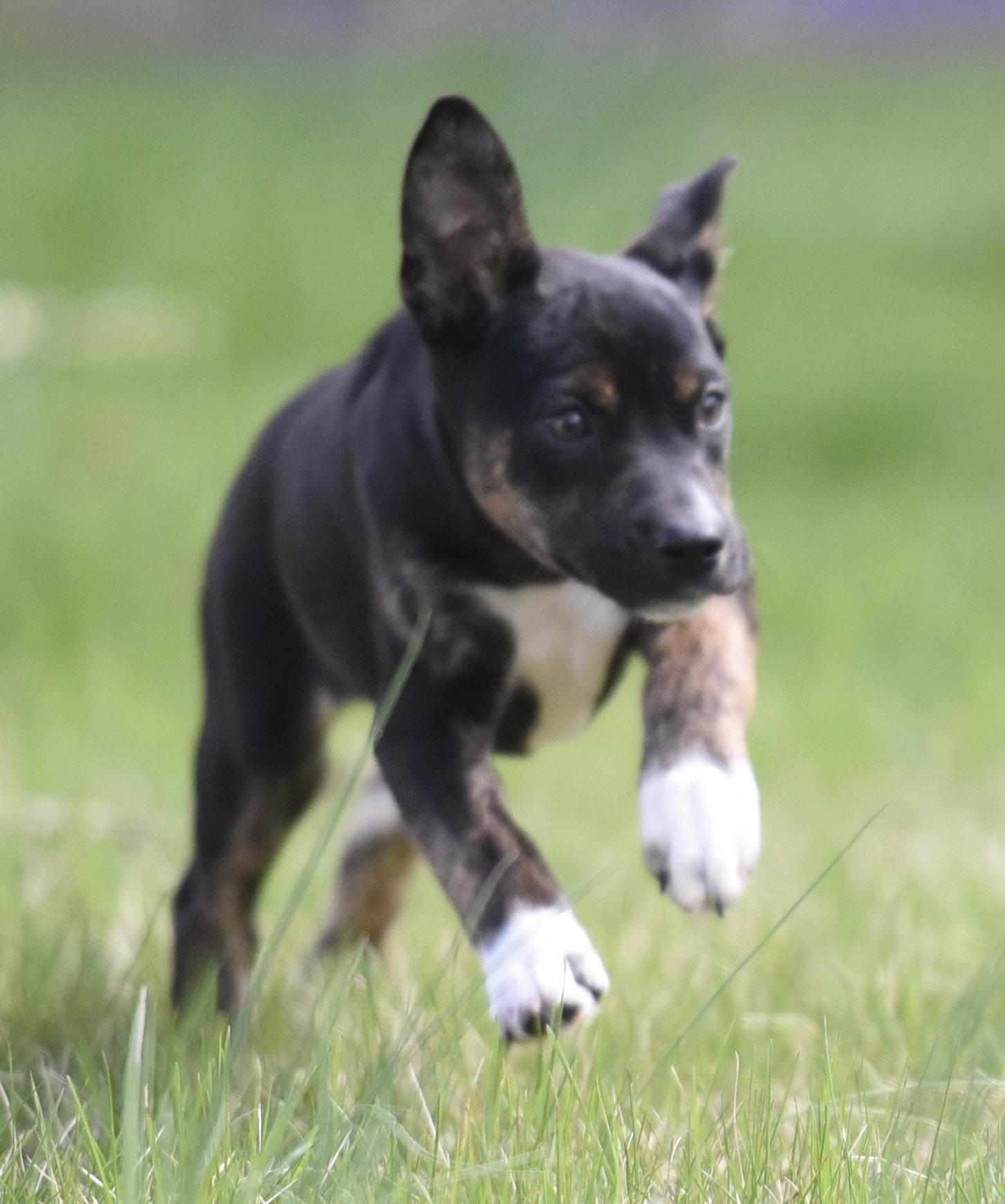 Camila, Adoptable, Puppy Female Australian Shepherd & Chihuahua.