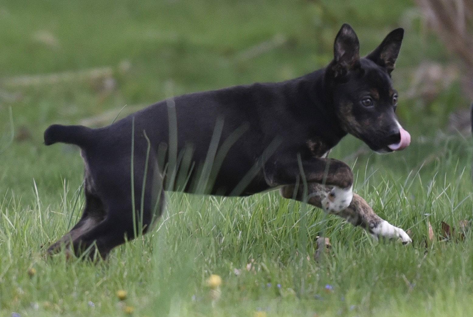 Enlarge Camila, a Adoptable mixed breed in Mechanicsburg, PA image 2/3