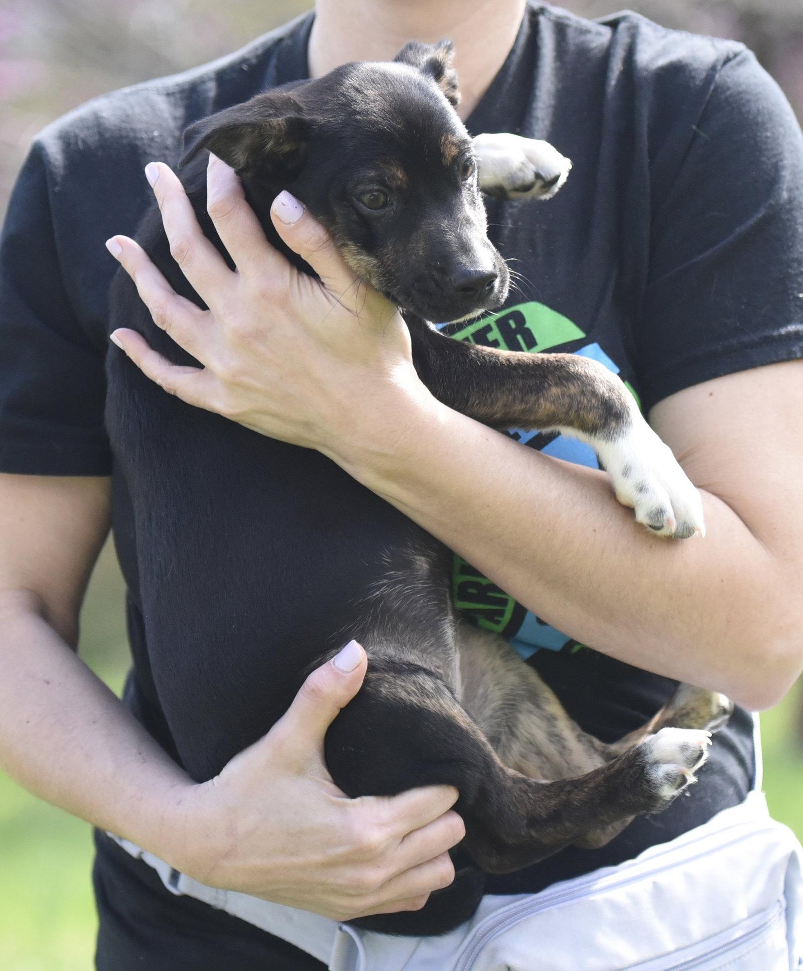 Enlarge Camila, a Adoptable mixed breed in Mechanicsburg, PA image 3/3