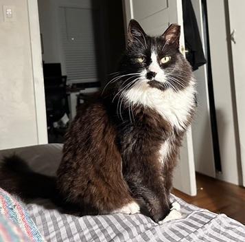 Enlarge Samba, a Adoptable mixed breed in San Francisco, CA image 2/6